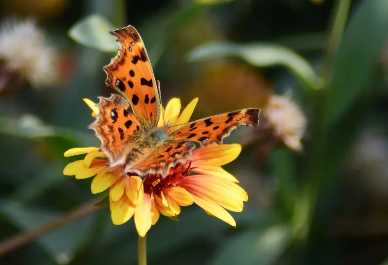 What Pollinators Actually Need From Your Yard (It's Not What the Plant Tags Are Selling You)